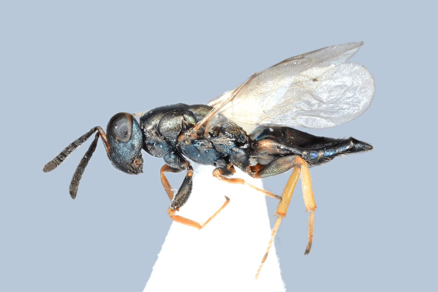 Stenomalina favorinus